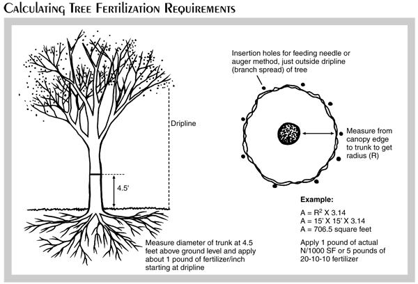 fertilizing trees