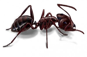 Dealing with Carpenter Ants