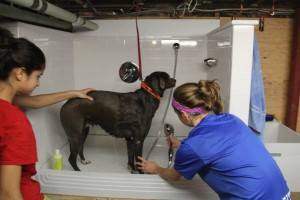 How To Build A Dog Wash Station