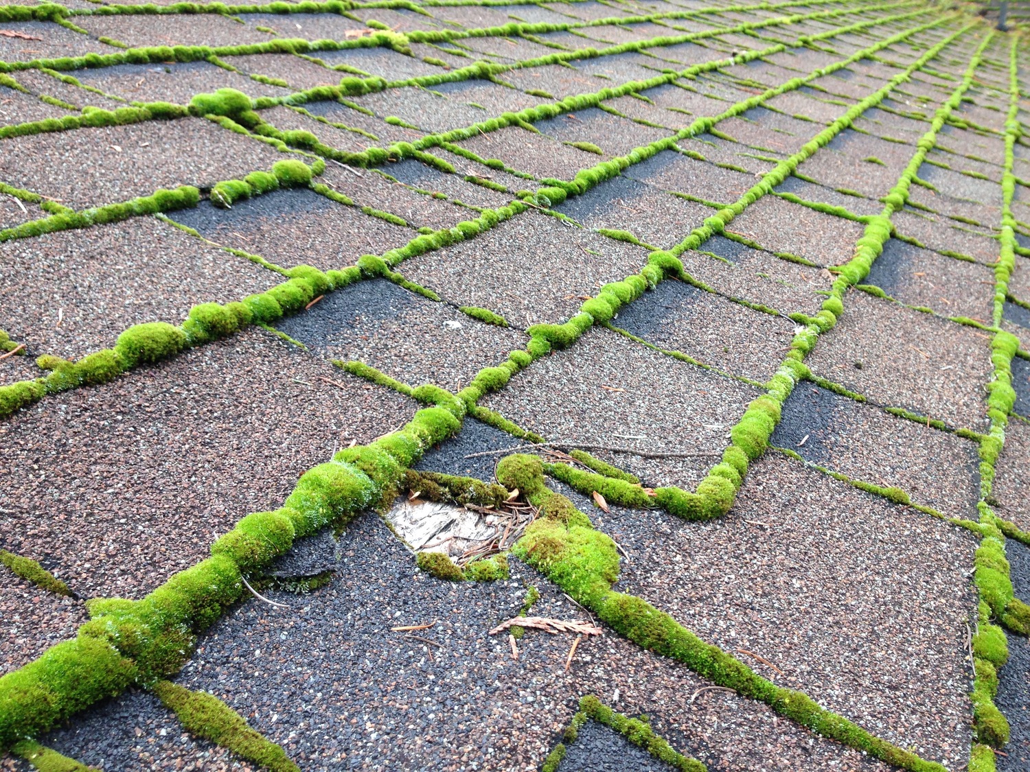 Roof Moss A Concord Carpenter