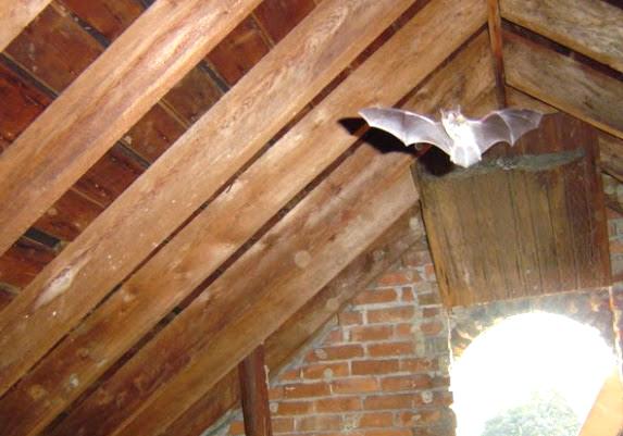 How To Remove Bats From Your House