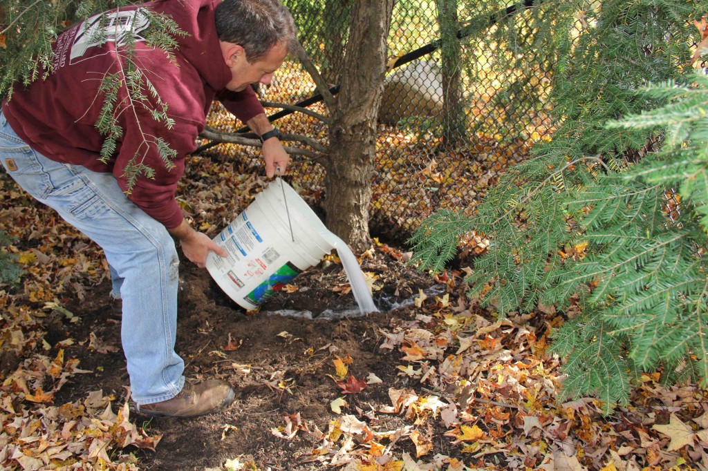 Treatment for the Hemlock Woolly Adelgid Concord Carpenter