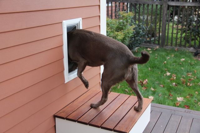 dog door step down