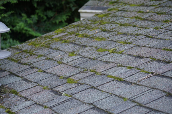 Roof Moss Removal Services in Echo Lake WA